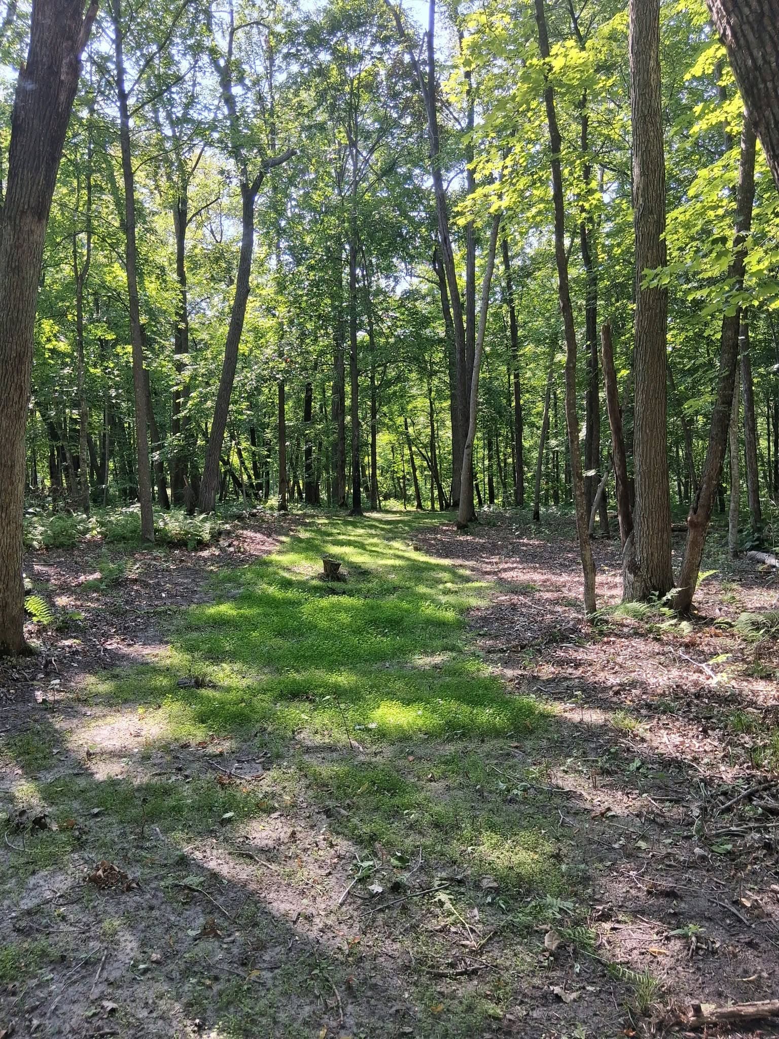Forest path with moss-covered ground and tall trees