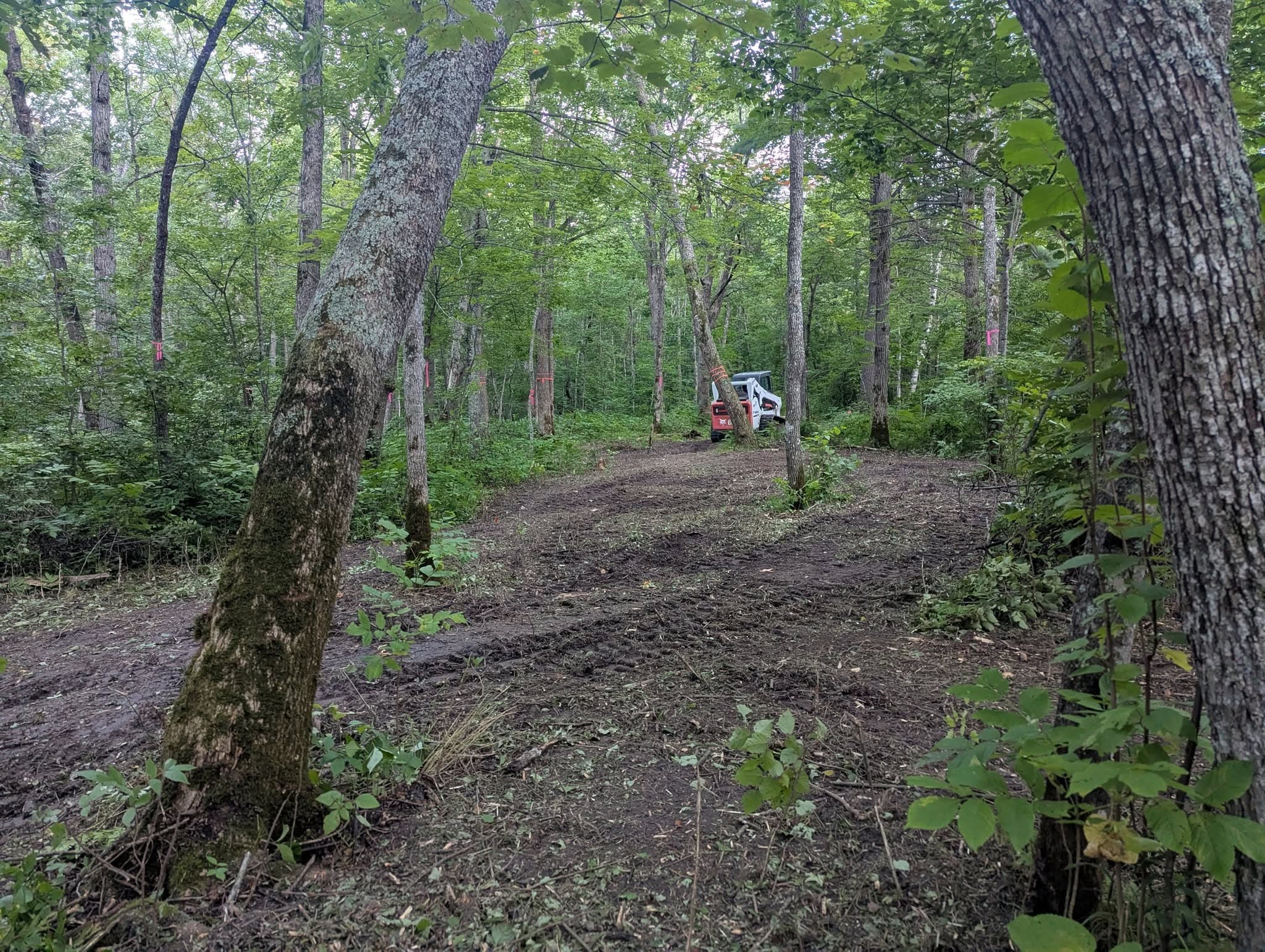 Person hiking on a forest trail among tall trees