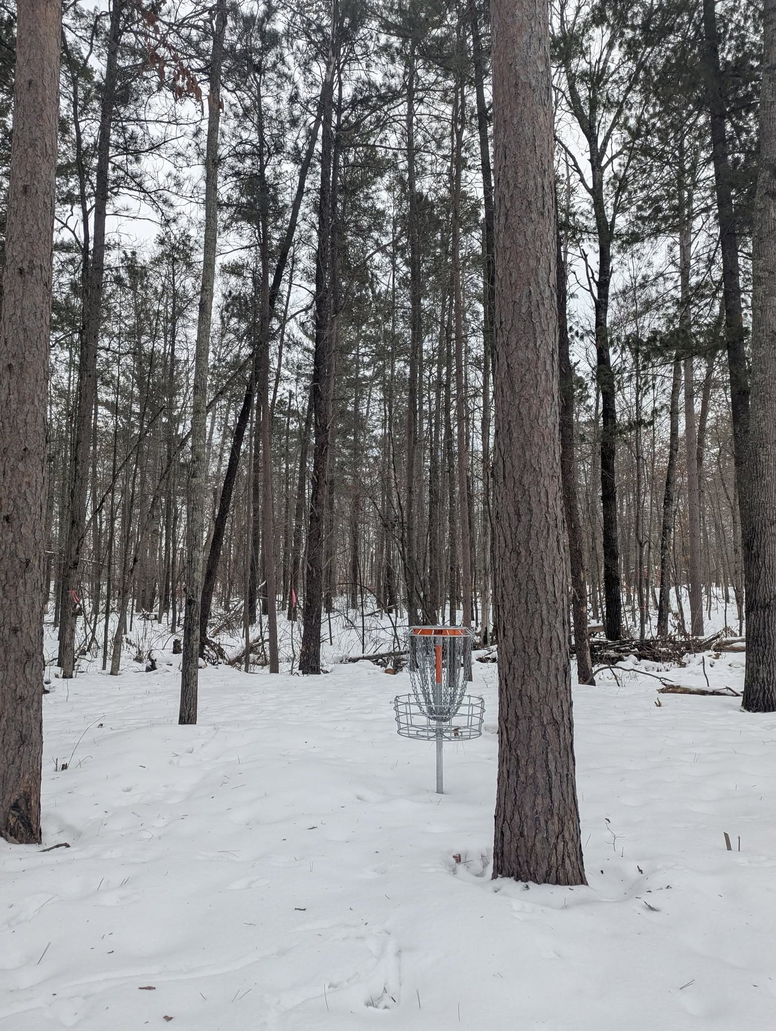 Disc golf basket in snowy tall tree forest